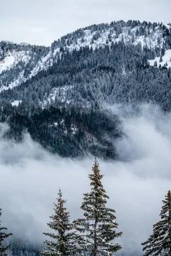 Pine tree in snow. Winter landscape of tranquil scene. Les Pleiades, Switzerl Stock Photos
