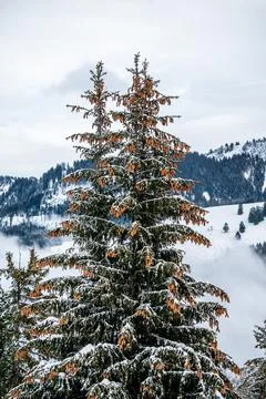 Pine tree in snow. Winter landscape of tranquil scene. Les Pleiades, Switzerl Stock Photos