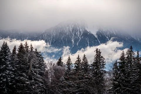 Pine tree in snow. Winter landscape of tranquil scene. Les Pleiades, Switzerl Stock Photos