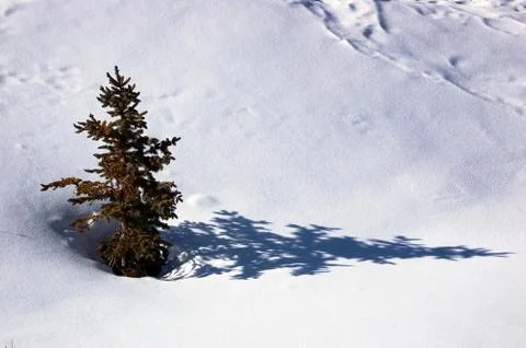 Pine tree in snowed field Stock Photos