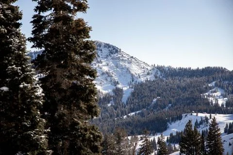 Pine tree with snowy mountains in the background. Foto stock