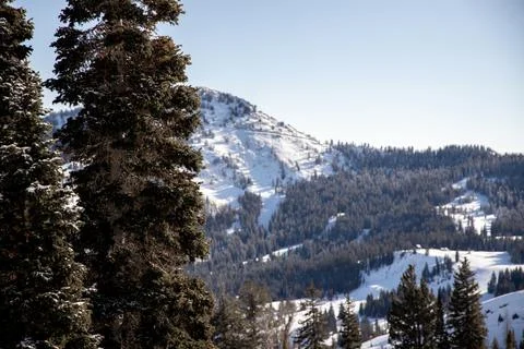 Pine tree with snowy mountains in the background. Foto stock