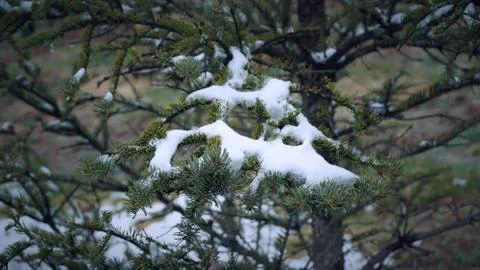 Pine tree with some snow on them Foto stock