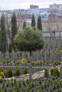 Pine tree with a spherical crown. Stock Photos