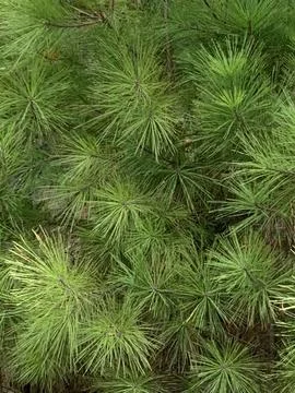 Pine Tree Spikes Background Backdrop Screensaver Stock Photos