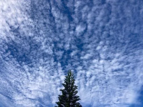 Pine tree with a splendid sky with clouds of sheep (dots) Fotos de archivo