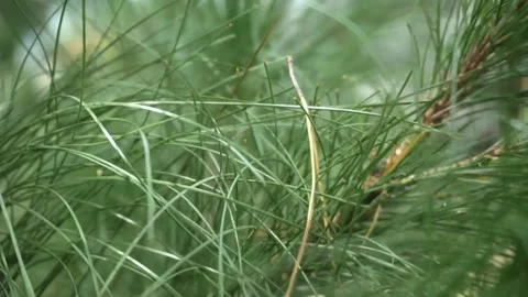 Pine tree sprig close up shot. Natural background Stock Footage 268239870