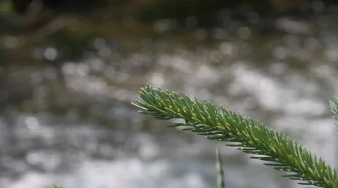 Pine tree sprig overhangs river Stock Footage 40342176