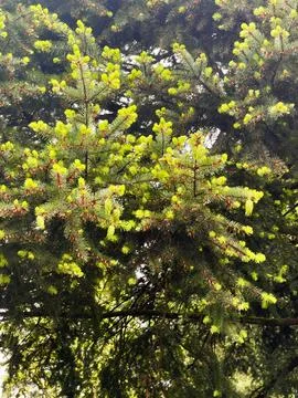 A pine tree with spring blossoms Foto stock