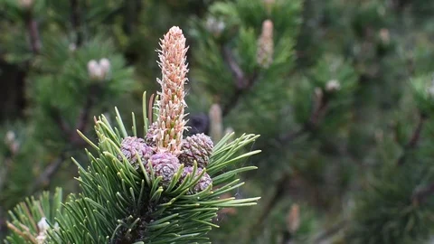 Pine tree in spring. Video stock 107256588