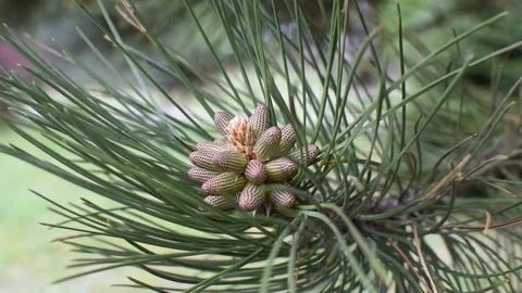 Pine tree in spring. Video stock 107256792