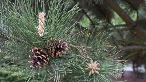 Pine tree in spring. Video stock 107256821