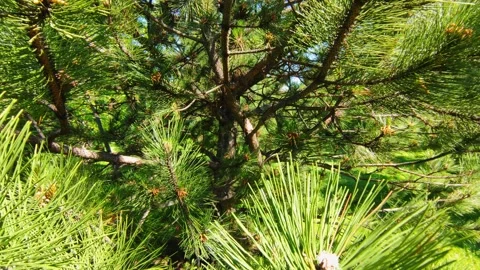 Pine tree in spring park close up Stock Footage 155440104