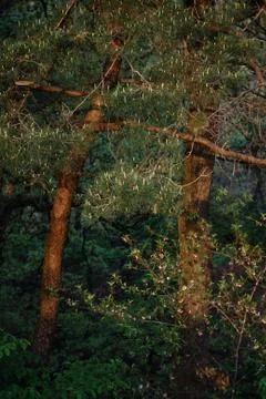 Pine tree in the spring Stock Photos