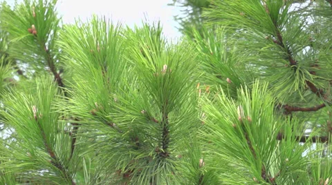 Pine tree at spring time Stock Footage 37639073