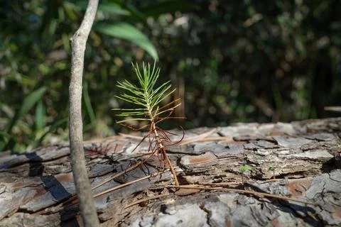Pine tree that sprouted from seed very recently Stock Photos