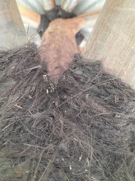 Pine tree stalks Stock Photos