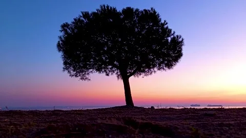 A pine tree standing alone on the against a backdrop of a vibrant sunset. Stock Footage 323132970