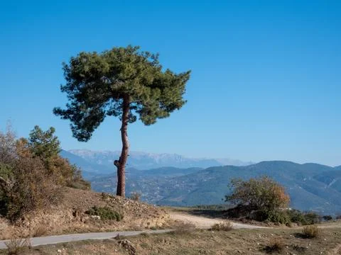 A pine tree standing alone on a mountain road in Turkey Stock Photos
