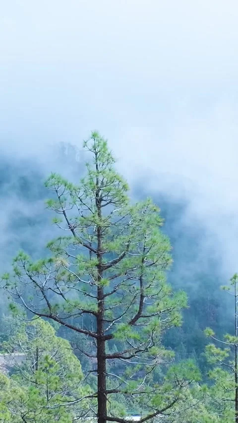 Pine tree standing majestically in a foggy mountain landscape Stock Footage 329865907