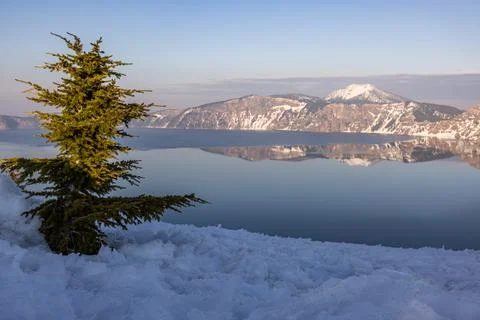 A pine tree is standing in the snow next to a body of water Stock Photos