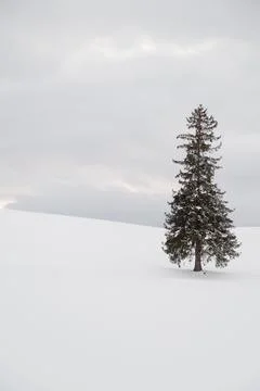 Pine tree standing in a snowy field Stock Photos
