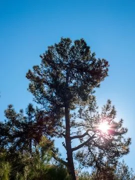 A pine tree stands against a bright blue sky with the sun shining Stock Photos
