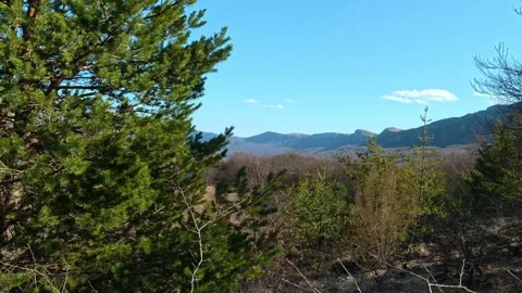 Pine tree stands in front of a wide valley. Kozji Kamen Viewpoint Vidéo 331873481