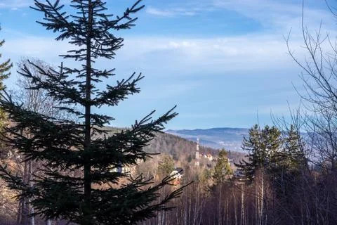 A pine tree stands in a mountain forest landscape under a bright blue sky, Stock Photos