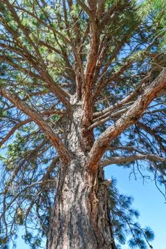 Pine tree stem and branches on blue sky background. Stock Photos