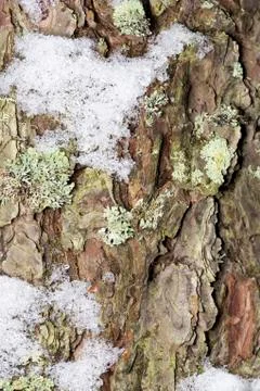 Pine Tree Stem with Snow Stock Photos