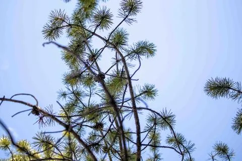 Pine Tree Sticking Up Into Sky With White Halo Stock Photos