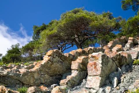 Pine tree on the stone Stock Photos