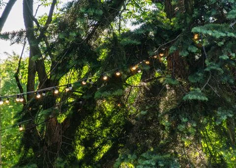 Pine Tree With String Lights in Forest Setting Stock Photos