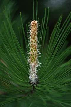 Pine tree, strobile close up Stock Photos