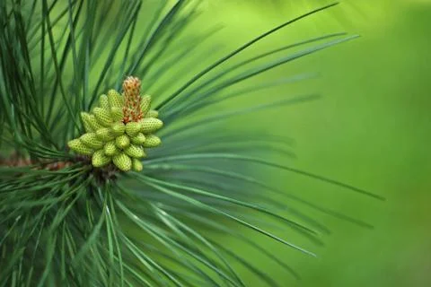 Pine tree, strobile close up Stock Photos