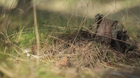 Pine tree stub in the autumn forest Stock-Footage 82275913