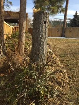 Pine tree stump in garden Stock Photos