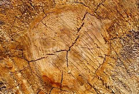 Pine tree stump texture Foto stock