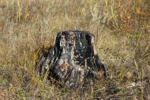 Pine tree stump that turned into black coal in forest fire Stock Photos