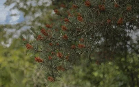 Pine tree in the summer against a blurred background Stock Photos