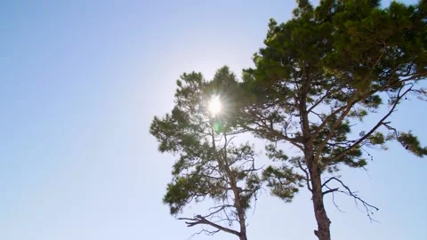 Pine Tree with Sun Flare Stock Footage 158148460