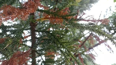 Pine tree in the sun Stock Footage 195976290