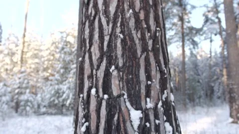 Pine tree in the sun in winter Stock Footage 121313207