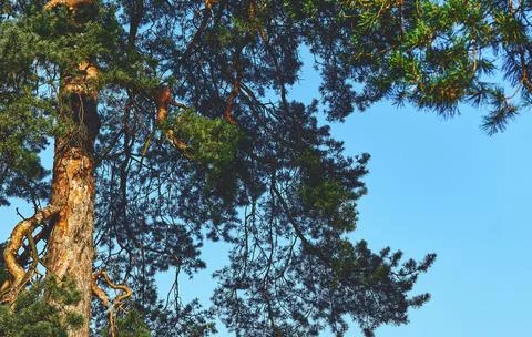 Pine tree in sunlight with green branches, blue sky Stock Photos