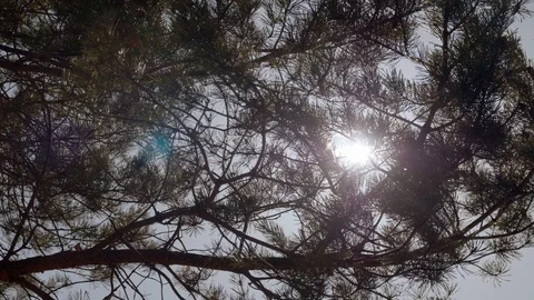 Pine tree on a Sunny day. Stock Footage 128640771