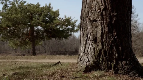 Pine tree on a Sunny day. Stockbeeldmateriaal 128641188
