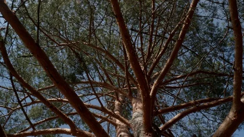 Pine tree on a Sunny day. Stock Footage 128641412