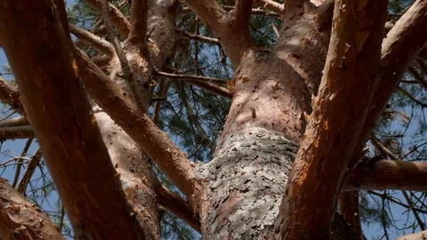 Pine tree on a Sunny day. Stockbeeldmateriaal 128641480