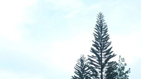 Pine Tree At A Sunny Day Stock Photos